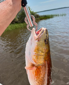 Vibrant Redfish catch!